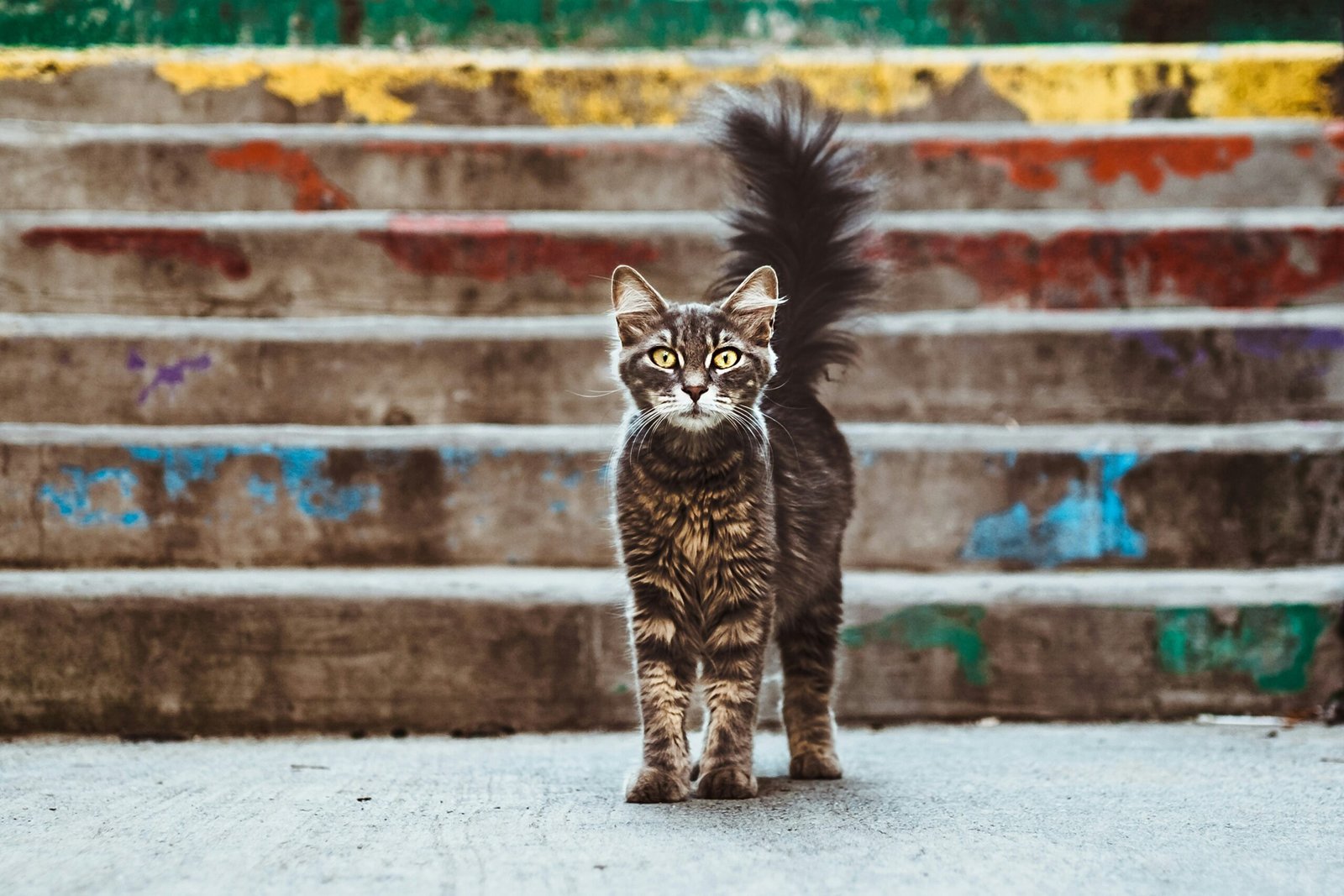 gray-and-brown-cat-near-stairs-scaled-1 Explorando las Curiosidades Más Fascinantes del Reino Animal