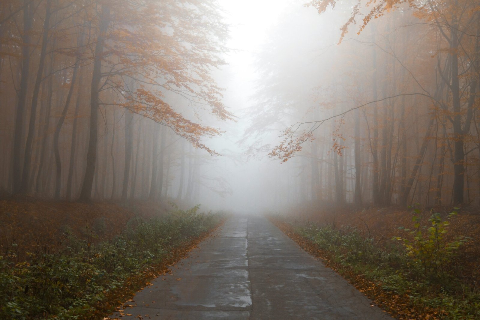 gray-empty-road-between-trees-scaled-1 Misterios más Grandes de la Historia que Aún no Han Sido Resueltos